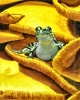 Pickerel Frog india ink wildlife nature art painting