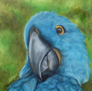 200401 Hyacinth Macaw blue bird portrait art oil pastel painting original