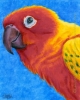 Sun Conure painting bird art original pet portrait india ink