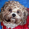 custom dog pet oil portait painting bichon frise sweatshirt art