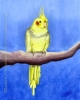 200422 Custom Bird Portrait cockatiel painting art Mackie