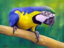 Blue & Gold Macaw oil painting bird parrot portrait art artist