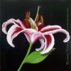 Stargazer Lily flower original floral oil painting by Leanne Wildermuth