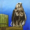 red tailed hawk oil painting portrait bird prey