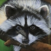 oil painting wildlife raccoon coon nature