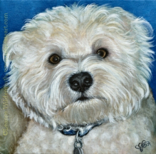 200447 Custom Dog Portrait of Gus bichon frise