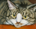 tabby cat pet oil painting portrait art