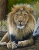 Custom Wildlife Painting Lion oil art