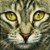 tiger cat painting original oil portrait art