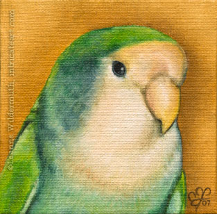 custom oil painting bird lovebird portrait original traditional realistic fine art