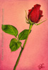 custom oil painting red rose flower portrait original traditional realistic fine art