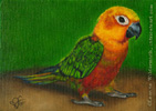 custom oil painting sun conure bird parrot portrait original traditional realistic fine art