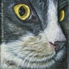 Custom Cat Portrait Callie gray & white macro oil painting original traditional realistic fine art