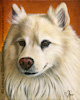 Custom Dog Portrait Lacy American Eskimo oil painting original traditional realistic fine art
