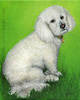 Custom Dog Portrait Emily Poodle oil painting original traditional realistic fine art