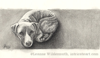 Custom Dog Portrait brindle pit bull terrier pencil portrait original traditional realistic fine art Leanne Wildermuth