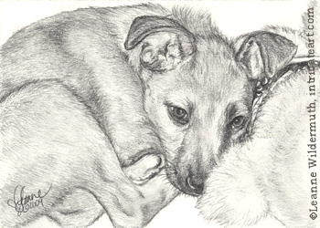Custom Dog Portrait Bailey pencil graphite drawing art by Leanne Wildermuth