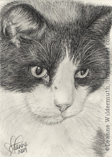 Custom Cat Portrait Salvadore Dali pencil graphite drawing art by Leanne Wildermuth