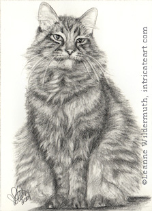 Custom cat Portrait Willie pencil graphite drawing art by Leanne Wildermuth