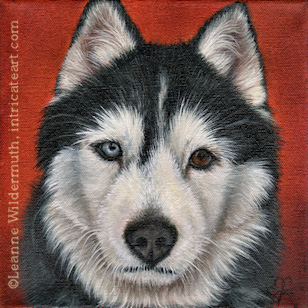 Custom Dog Portrait Taysia Blue black white husky oil painting original traditional realistic fine art Leanne Wildermuth