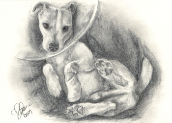 Custom dog portrait pencil graphite drawing art by Leanne Wildermuth