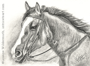 Custom horse portrait pencil graphite drawing art by Leanne Wildermuth
