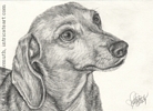 Custom dog portrait pencil graphite drawing art by Leanne Wildermuth