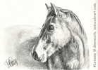Custom horse portrait pencil graphite drawing art by Leanne Wildermuth