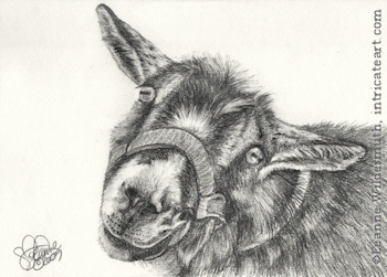 Custom goat portrait pencil graphite drawing art by Leanne Wildermuth