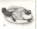 Custom cat long haired siamese portrait pencil graphite drawing art by Leanne Wildermuth