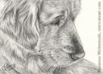 Custom golden retriever dog portrait pencil graphite drawing art by Leanne Wildermuth