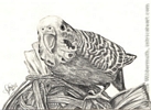 Custom bird budgie parakeet portrait pencil graphite drawing art by Leanne Wildermuth