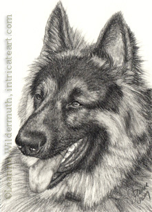 Custom German Shepherd dog portrait pencil graphite drawing art by Leanne Wildermuth