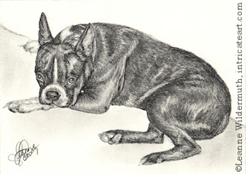 Custom dog portrait boston terrier pencil graphite drawing art by Leanne Wildermuth