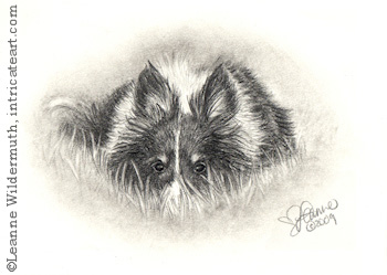 Custom dog portrait sheltie pencil graphite drawing art by Leanne Wildermuth