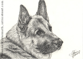 Custom dog portrait german shepherd pencil graphite drawing art by Leanne Wildermuth
