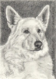 Custom dog portrait white german shepherd pencil graphite drawing art by Leanne Wildermuth