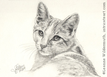 Cat portrait orange white tabby pencil graphite drawing art by Leanne Wildermuth