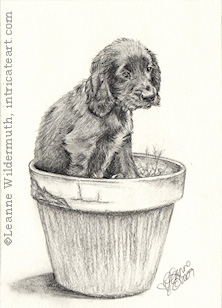 Dog puppy portrait English Cocker Spaniel pencil graphite drawing art by Leanne Wildermuth
