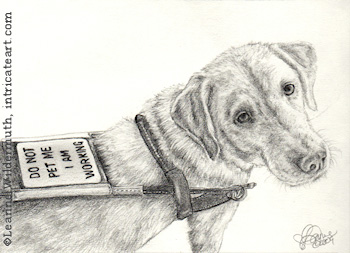 Dog portrait yellow Labrador retriever pencil graphite drawing art by Leanne Wildermuth