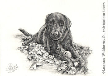 Dog portrait black Labrador retriever pencil graphite drawing art by Leanne Wildermuth