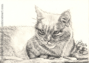 cat portrait pencil graphite drawing art by Leanne Wildermuth
