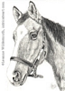 custom horse portrait pencil graphite drawing art by Leanne Wildermuth