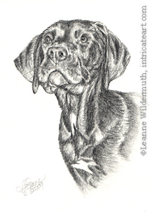 custom dog black lab Labrador retriever portrait pencil graphite drawing art by Leanne Wildermuth