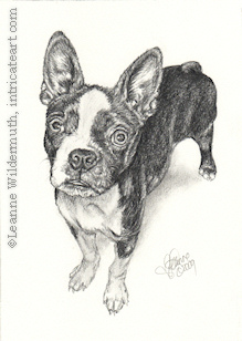 custom dog boston terrier portrait pencil graphite drawing art by Leanne Wildermuth