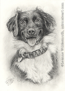 custom dog border collie portrait pencil graphite drawing art by Leanne Wildermuth