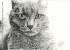 custom cat portrait pencil graphite drawing art by Leanne Wildermuth