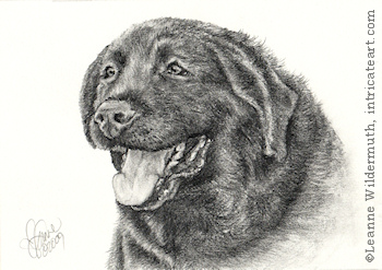 custom dog portrait black Labrador retriever pencil graphite drawing art by Leanne Wildermuth