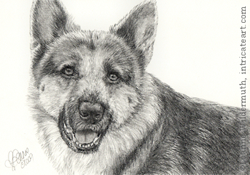 custom dog portrait German Shepherd pencil graphite drawing art by Leanne Wildermuth