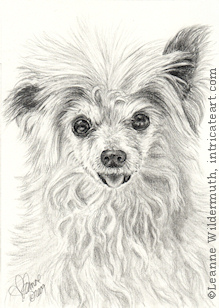 custom dog portrait Chinese Crested Powderpuff pencil graphite drawing art by Leanne Wildermuth